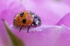 macro-ladybugs-1-468x312