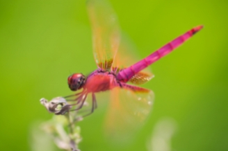 bright-red-dragonfly