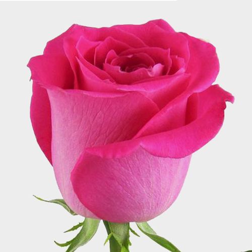 04711d__rose_topaz_hot_pink_40cm